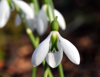 Galanthus Little John